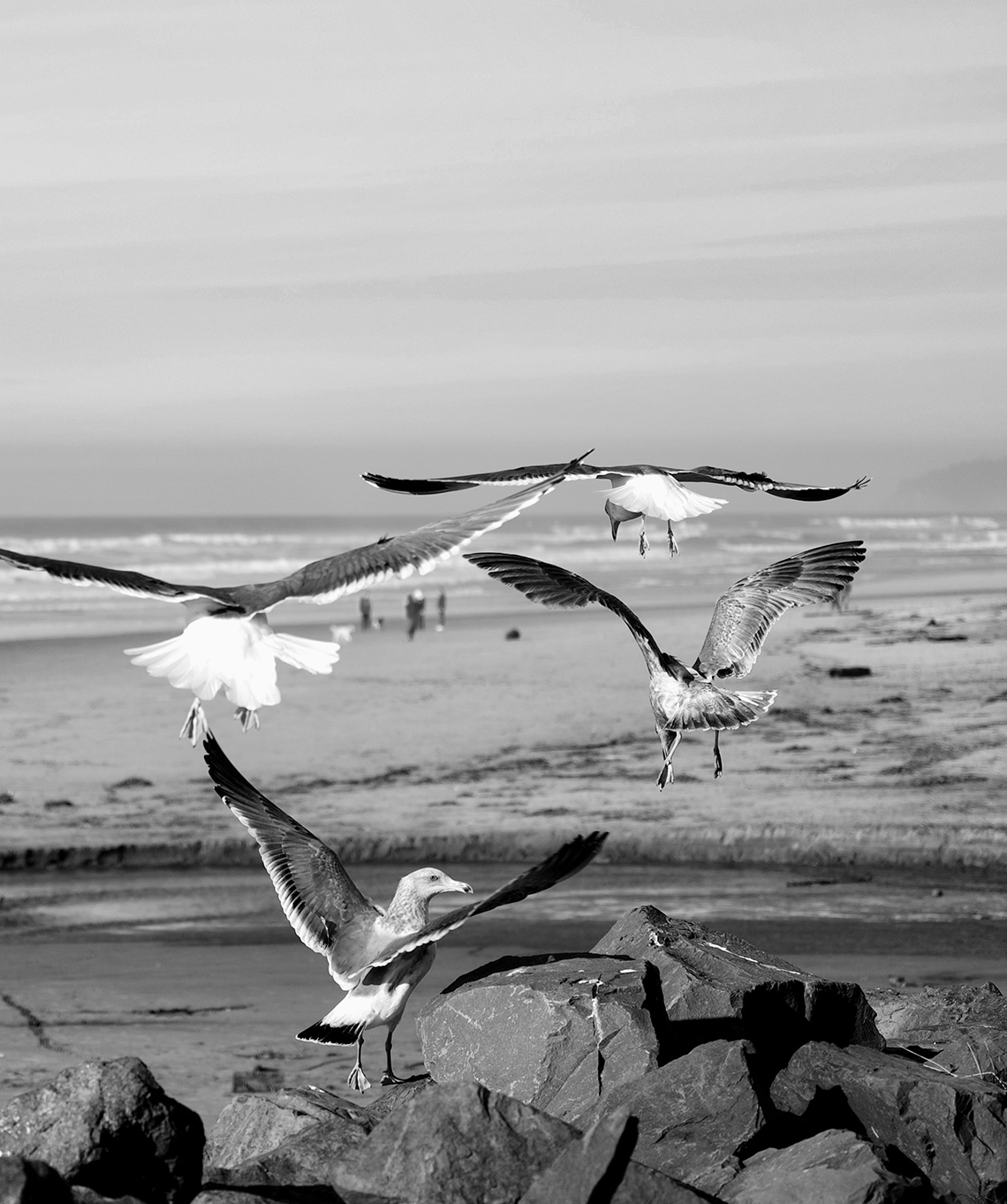 Seagulls